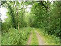 Track, Wallfield Copse