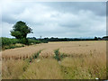 Field of wheat