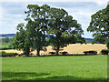 NY6223 : Field near Mansgrove Farm by Oliver Dixon
