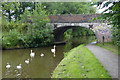 Family of swans next to Old Road Bridge No 104