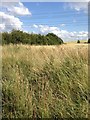 Footpath towards the Brampton Valley Way