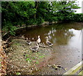 Geese  at the edge of a pond near Tanylan Farm