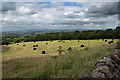 Carefully wrapped bales at Brownlow