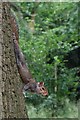 Squirrel, Castle Park, Frodsham