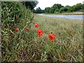 Poppies beside Brotts Road