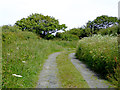 Narrow lane north of Welcombe, Devon