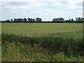 Crop field, New Severals Farm