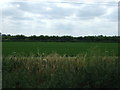 TL6795 : Crop field, Methwold Severals by JThomas