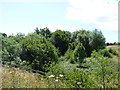 Trees hiding Elmbridge Brook at Stoney Bridge