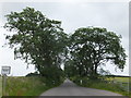 Tree lined stretch of the road from Inverness to Essich