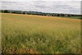 Oil seed rape field