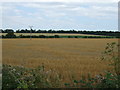 Crop field off Methwold Road (B1112)