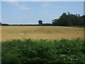 Crop field, The Brecks