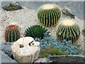 Inside the Cactus House of Inverness Botanic Gardens