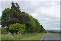 Trees screening camping site at Marfit Head