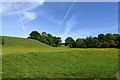 Field and woodland near Newbridge