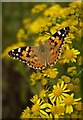 TQ2072 : Painted Lady butterfly (Vanessa cardui) on ragwort (2) by Stefan Czapski