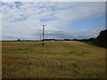 Barley field at Eastriggs