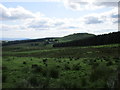 View towards Burnswark Hill