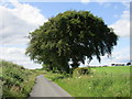 The lane from Middlebie to Bankshill