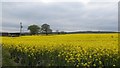 Oilseed rape, Guyzance Lee