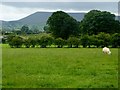 Pasture on the Ribble Way