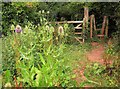 Teasels, Cockington