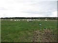 Sheep grazing at St Margaret