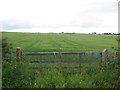 Spring barley at Hadwin