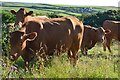 Curious cattle, Tresmorn, Cornwall