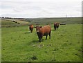 Devon Red Cattle, Exmoor