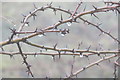 SP9314 : Hawthorn twigs dripping with water in the fog at College Lake by Chris Reynolds