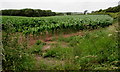 July crop in a field near Furzton Wood