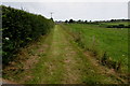 Track between hedge and grazing land in south  Pembrokeshire