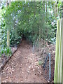 Footpath going north in Durford Wood