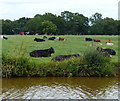 Cows next to the Trent & Mersey Canal