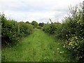 Llwybr Nantgwyn Path