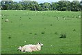 NN8917 : Sheep, Strathearn by Richard Webb