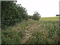 Overgrown track between Hillhead and Carnegie