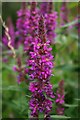 Purple Loosestrife