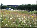 Roadside verge, A34