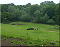 Cows in a field along Betchton Lane