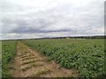 Potato Field Path