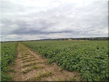 SO8493 : Potato Field Path by Gordon Griffiths