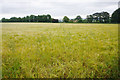 Barley field by Kingcomb