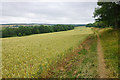 Wheat field above Chipping Campden