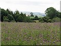 NY9071 : Thistles dominate unmanaged grassland above Humshaugh Burn by Andrew Curtis