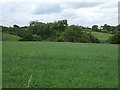 Grassland west of Ridge Lane