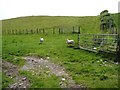 Entrance to a sheep field, north of Bryngwynmawr