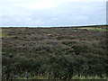 Heather moorland near South View Farm